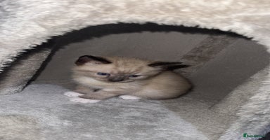 Mixed Breed cats 4 Male Kittens Available - Advert 1