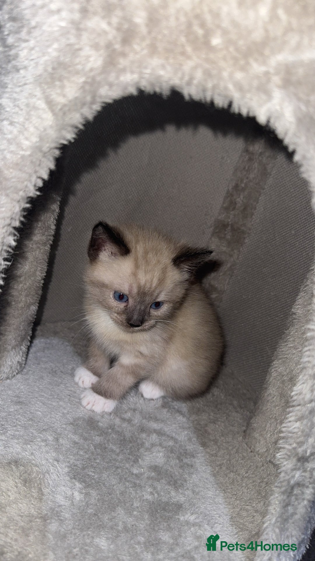 Mixed Breed cats for sale: 4 Male Kittens Available - Image 4