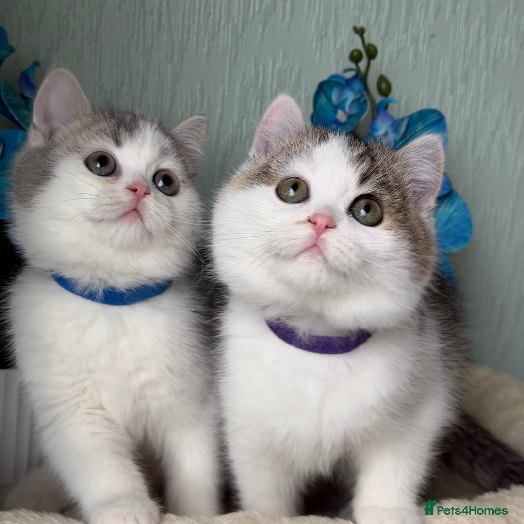 British Shorthair cats for sale: British shorthair golden tricolour TICA - Advert 2