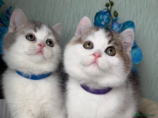 British Shorthair cats British shorthair golden tricolour TICA - Advert 18