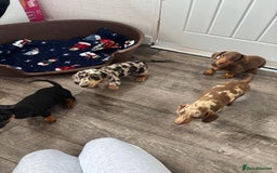 Dachshund dogs for sale: Miniture dachshund puppies  - Image 8
