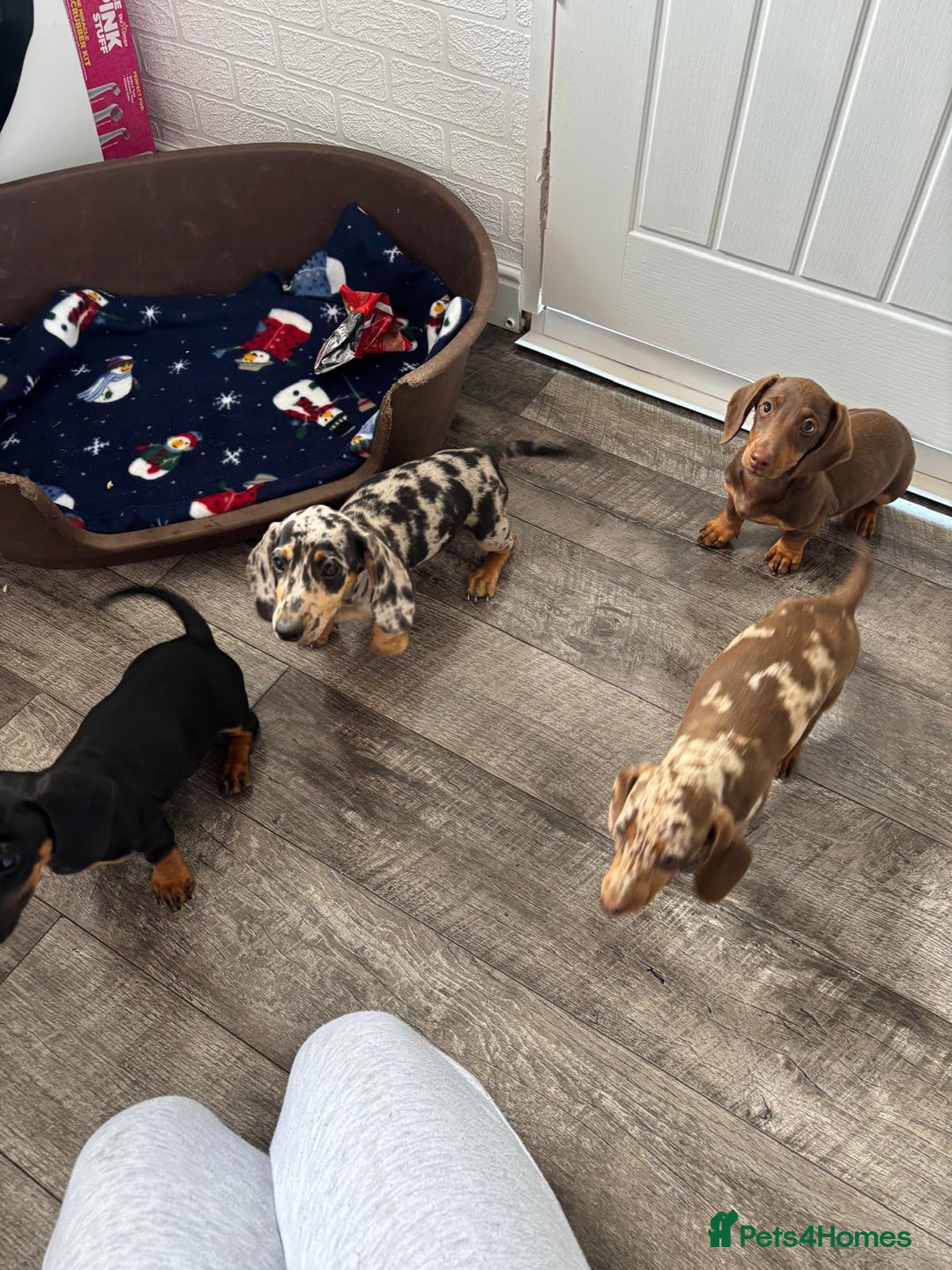 Dachshund dogs for sale: Miniture dachshund puppies  - Image 8