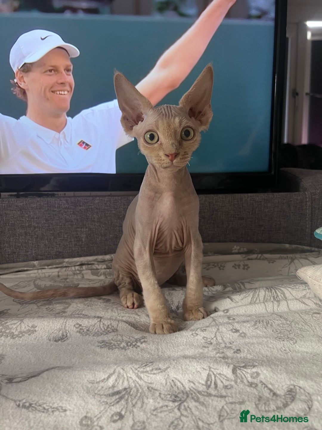 Devon Rex cats for sale: Ready now GCCF outstanding Devon Rex kittens  - Image 14