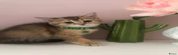 British Shorthair cats for sale: British shorthair kittens  in Rainham - Advert 9