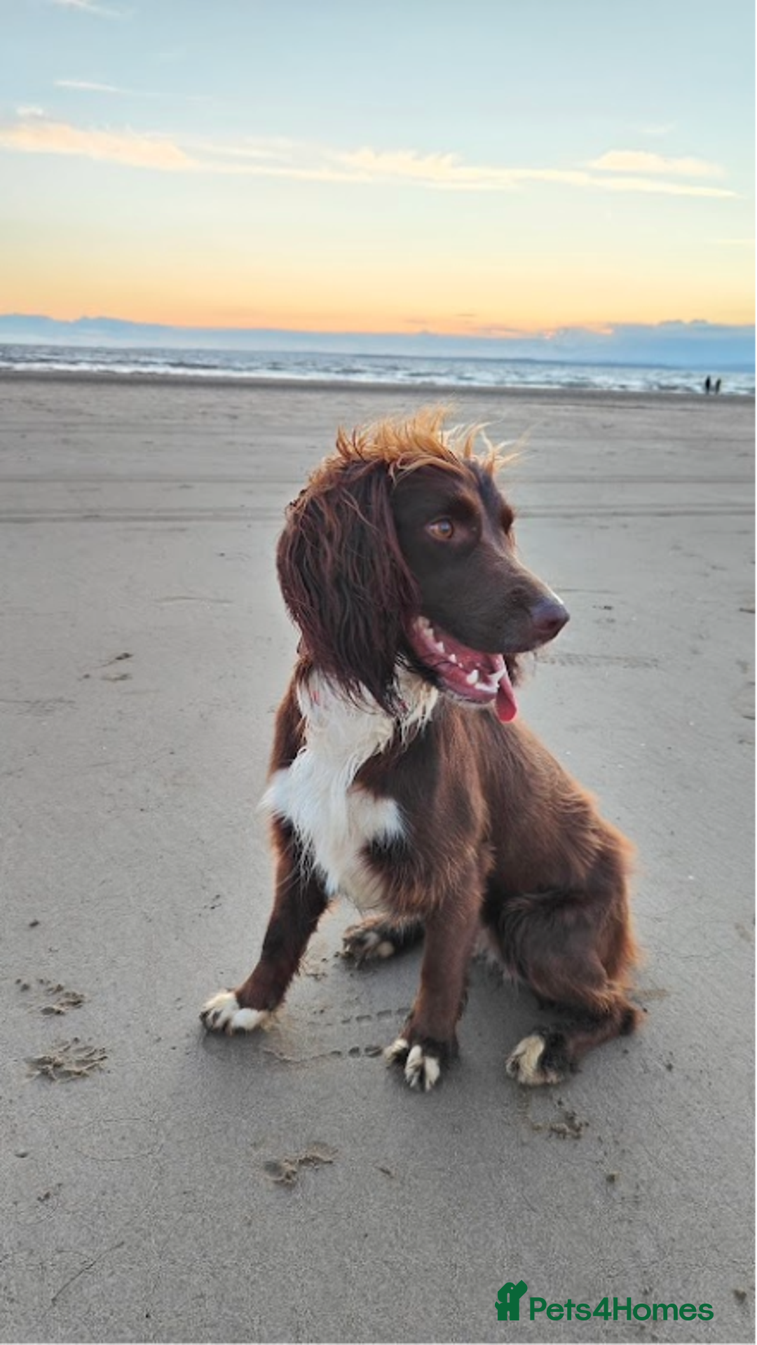 Sprocker dogs for sale: Sprocker Spaniel Puppies - Image 3