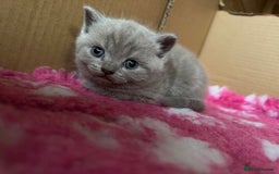 British Shorthair cats for sale: GCCF registered lilac kittens  - Image 9