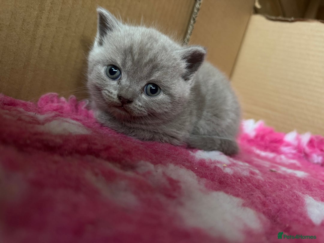 British Shorthair cats for sale: GCCF registered lilac kittens  - Image 9