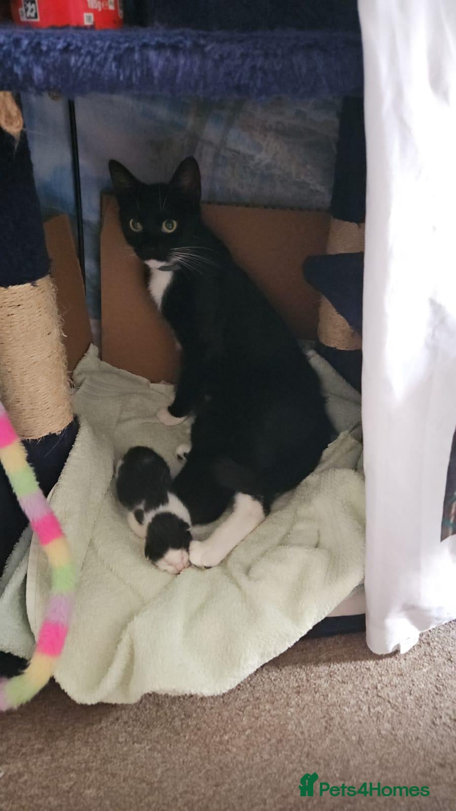 Domestic Shorthair cats Two Beautiful, Loving Kittens Looking for a Home. - Advert 6