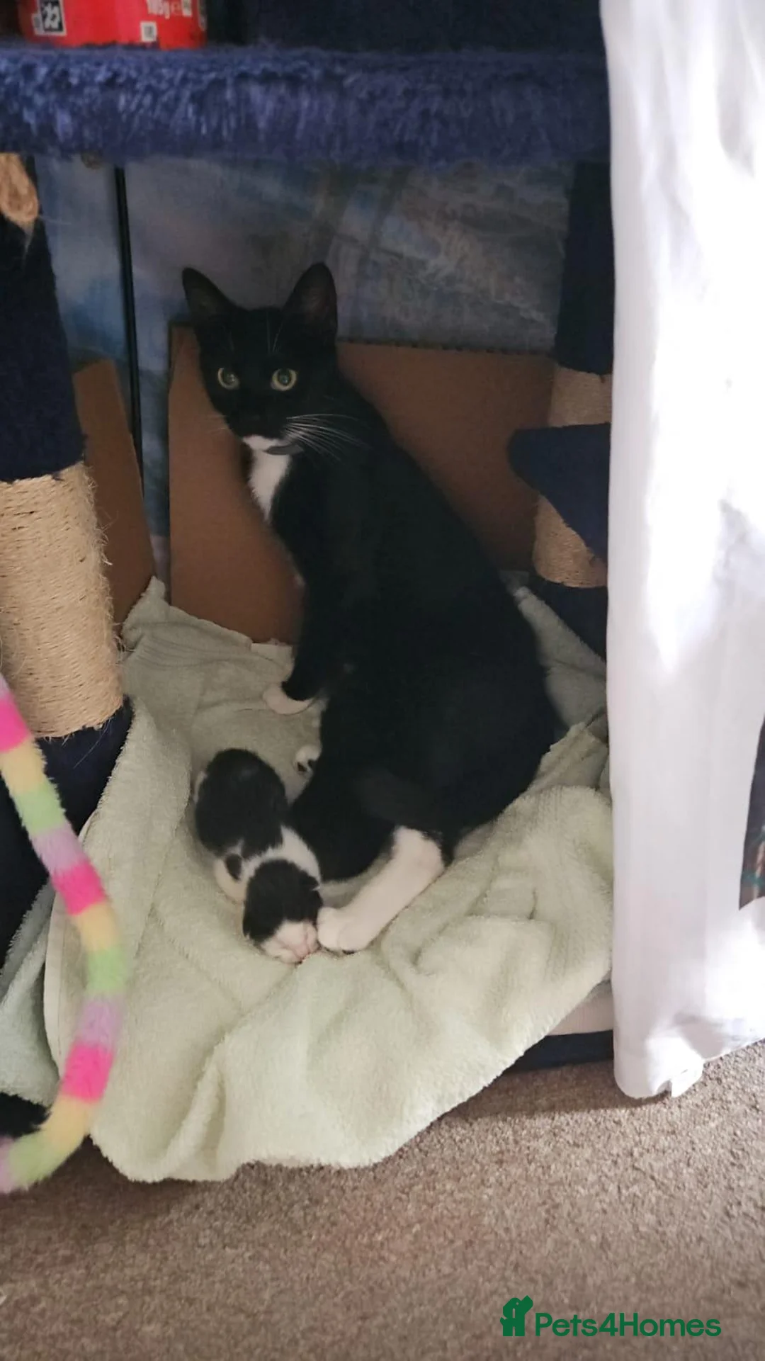 Domestic Shorthair cats for sale: Two Beautiful, Loving Kittens Looking for a Home. - Advert 1