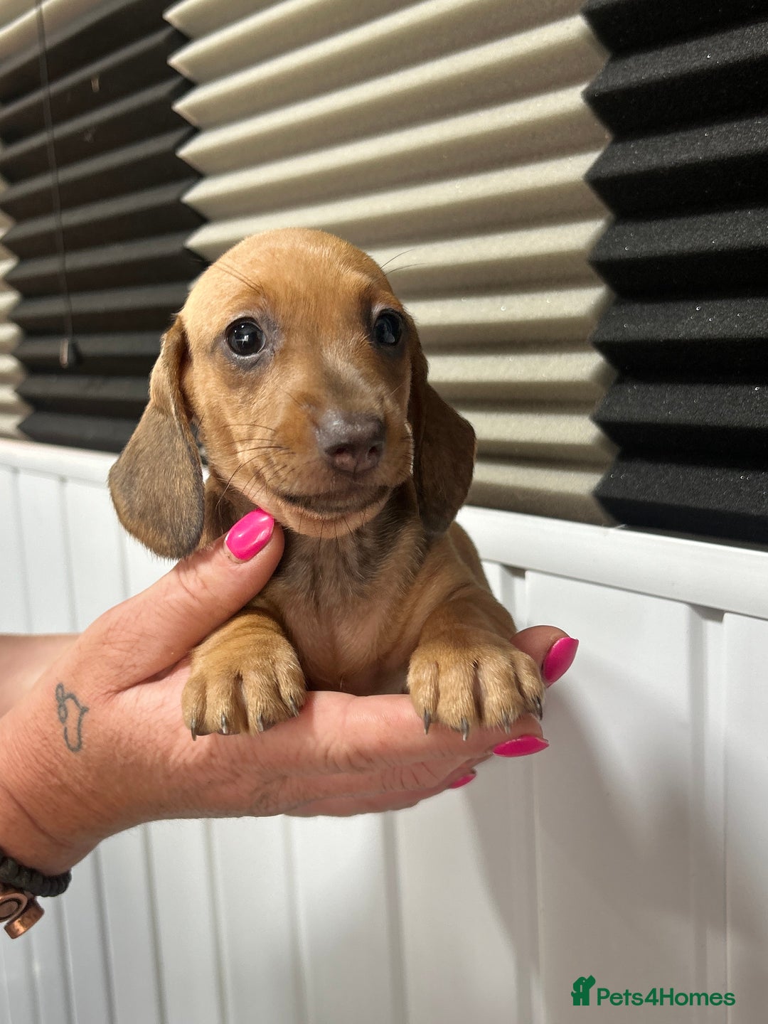 Miniature Dachshund dogs for sale: READY NOW! DAPPLE MINIATURE DACHSHUNDS⭐️ - Image 13