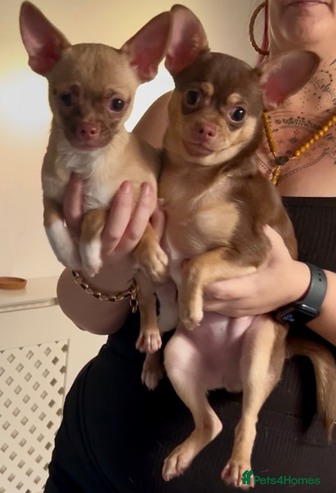 Chihuahua dogs for sale: Chihuahua 2 boys pups - Image 4