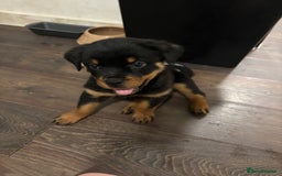 Rottweiler dogs for sale: 1 little girl rottie left  - Image 2