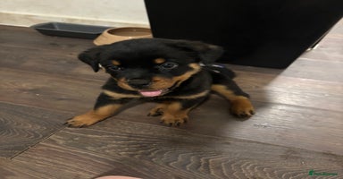 Rottweiler dogs - Advert 11