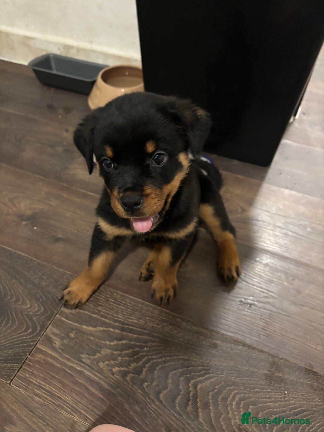 Rottweiler dogs for sale: 1 little girl rottie left  - Image 2