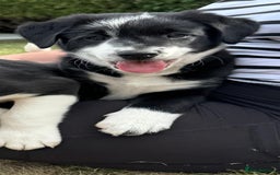 Mixed Breed dogs for sale: Collie cross pups for sale - Image 4