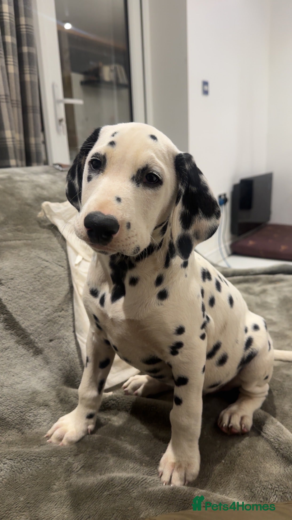 Dalmatian dogs 1 boy left ready now,5 generation  - Advert 1