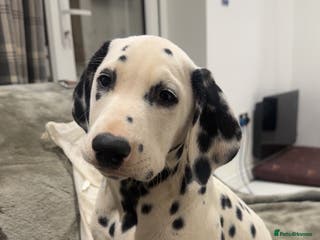 Dalmatian dogs 1 boy left ready now,5 generation - Advert 2