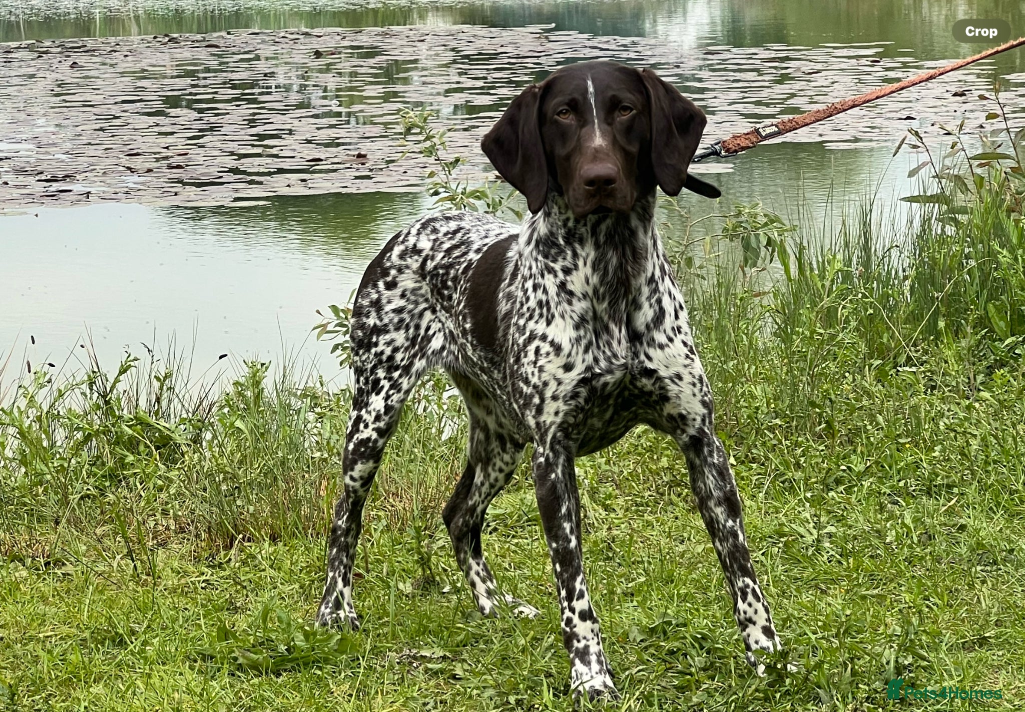 German Shorthaired Pointer dogs Premium GSP Puppies from Award-Winning Bloodlines - Advert 7