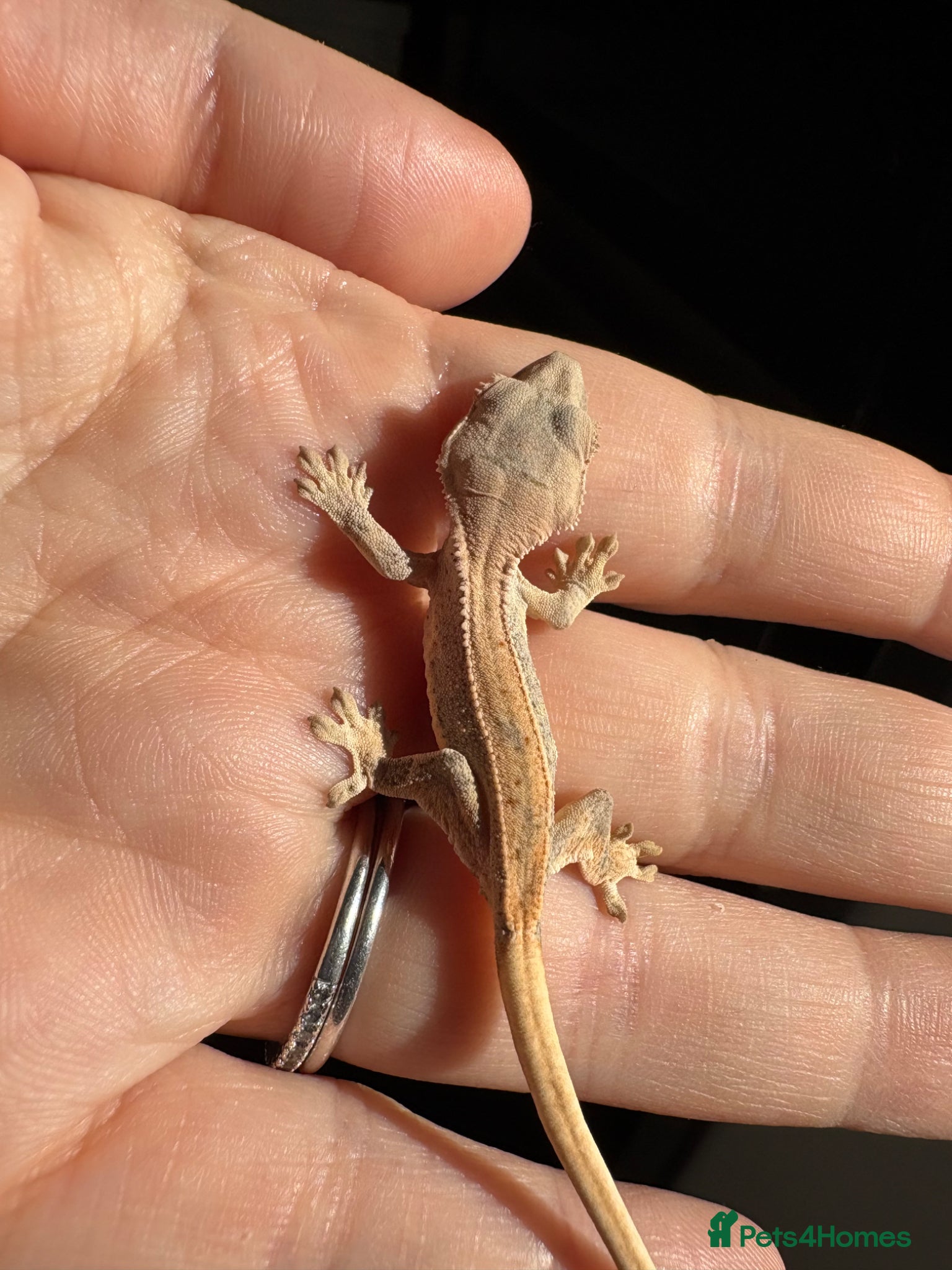 Gecko reptiles Crested Gecko Babies - Advert 6