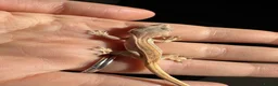 Gecko reptiles for sale: Crested Gecko Babies - Advert 1