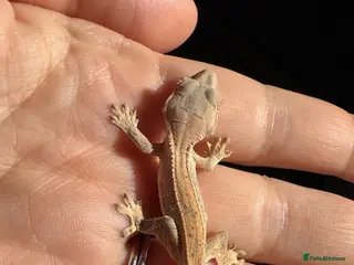 Gecko reptiles Crested Gecko Babies - Advert 6