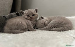 British Shorthair cats for sale: Beautiful, show quality lilac and blue BSH - Image 11