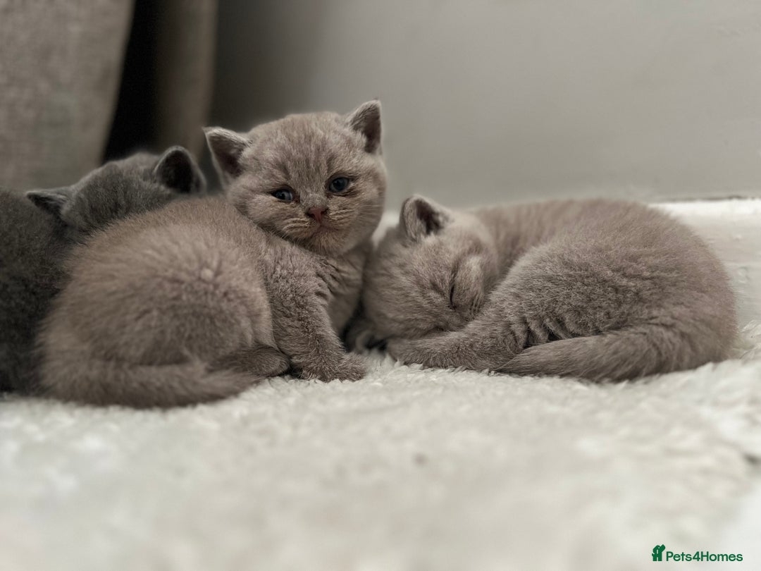 British Shorthair cats for sale: Beautiful, show quality lilac and blue BSH - Image 11