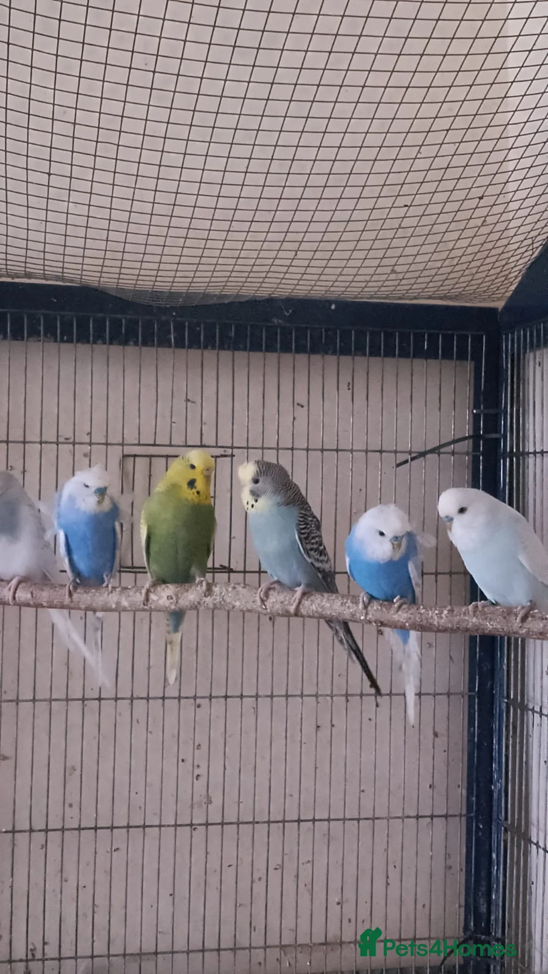 Budgerigars birds for sale: 6 budgies  - Advert 2