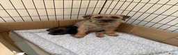 Border Terrier dogs for sale: Beautiful Border Terrier Dog Puppy - Advert 3