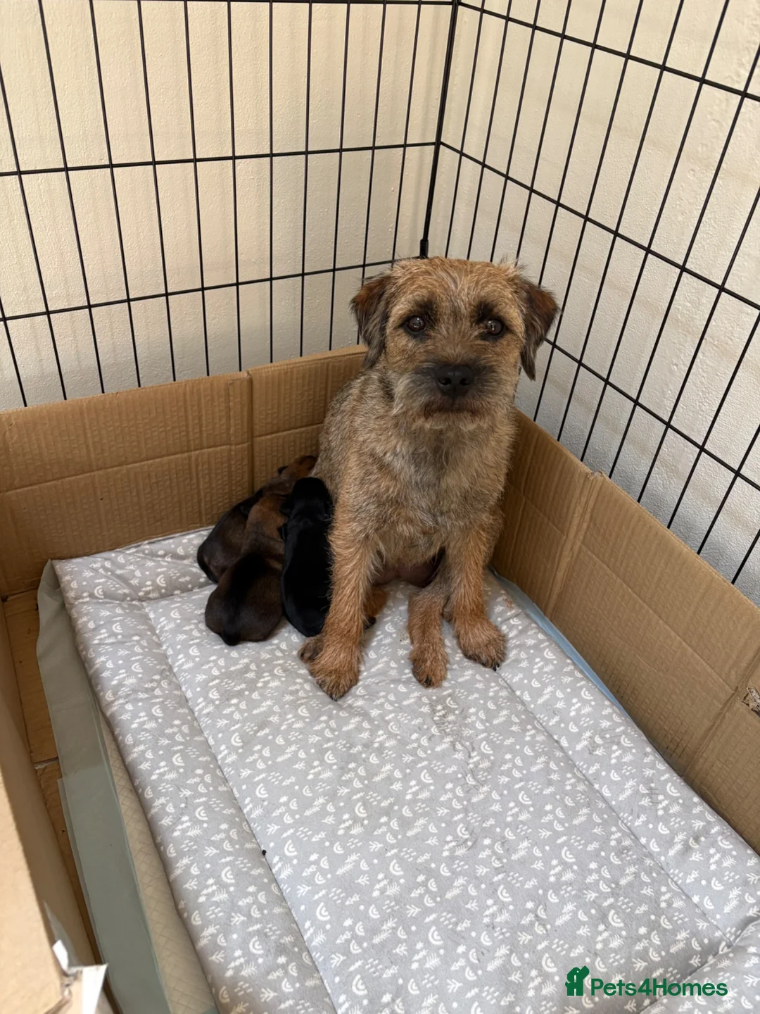 Border Terrier dogs for sale: Beautiful Border Terrier Dog Puppy - Advert 3