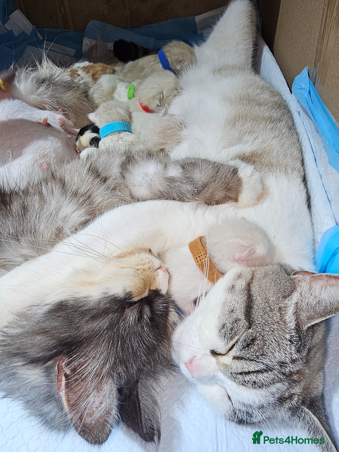 Ragdoll cats for sale: Soo cudly and playfull, two litters! - Advert 32