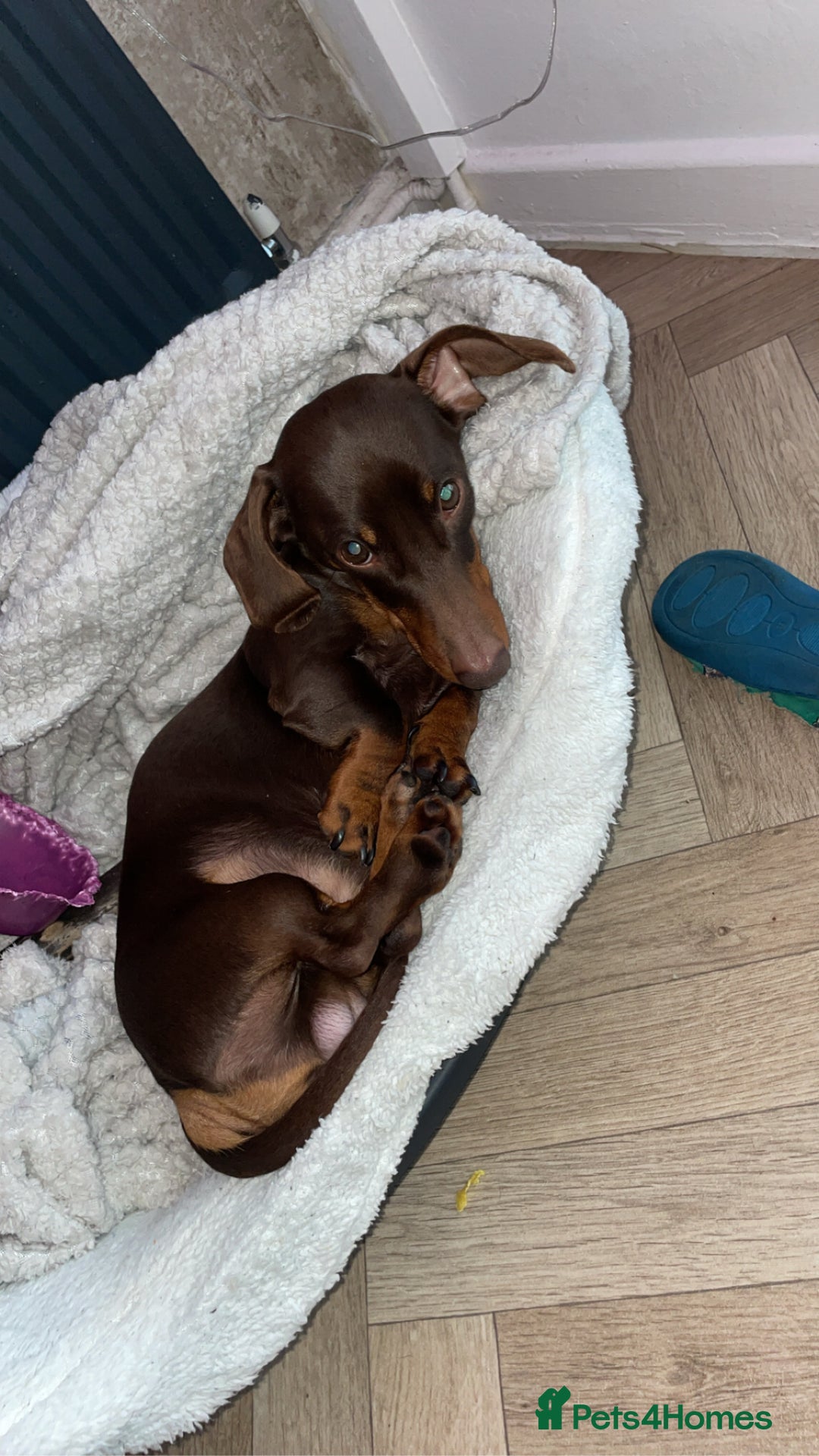 Miniature Dachshund dogs for sale:  ***SOLD*** Minitute datchund  - Image 10