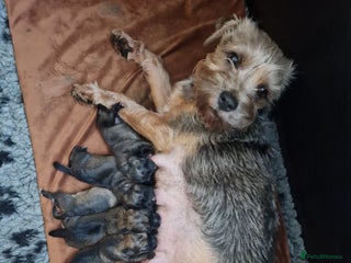 Border Terrier dogs KC SLEM clear Border Terrier puppies available - Advert 2