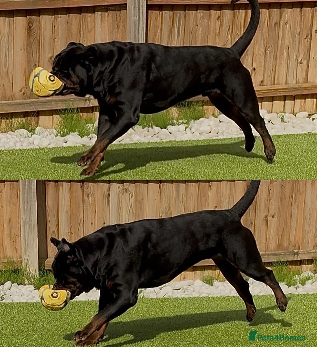 Rottweiler dogs for stud: HUGE HEALTH TESTED STUD - 0/0 hips 0/0 elbows in Bedford - Advert 9