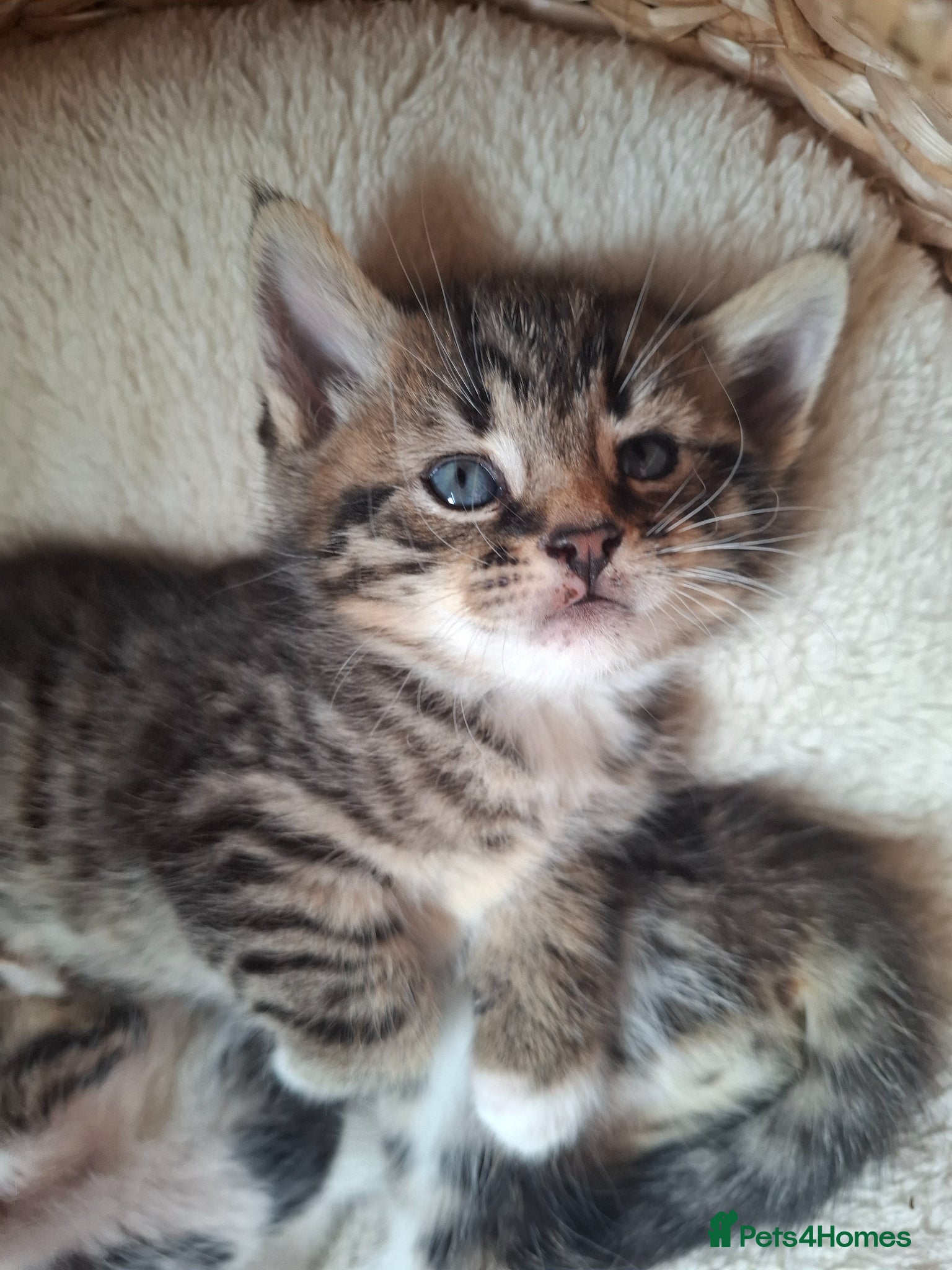 Mixed Breed cats Fluffy main coon cross*1 LEFT GREY STRIPE - Advert 16