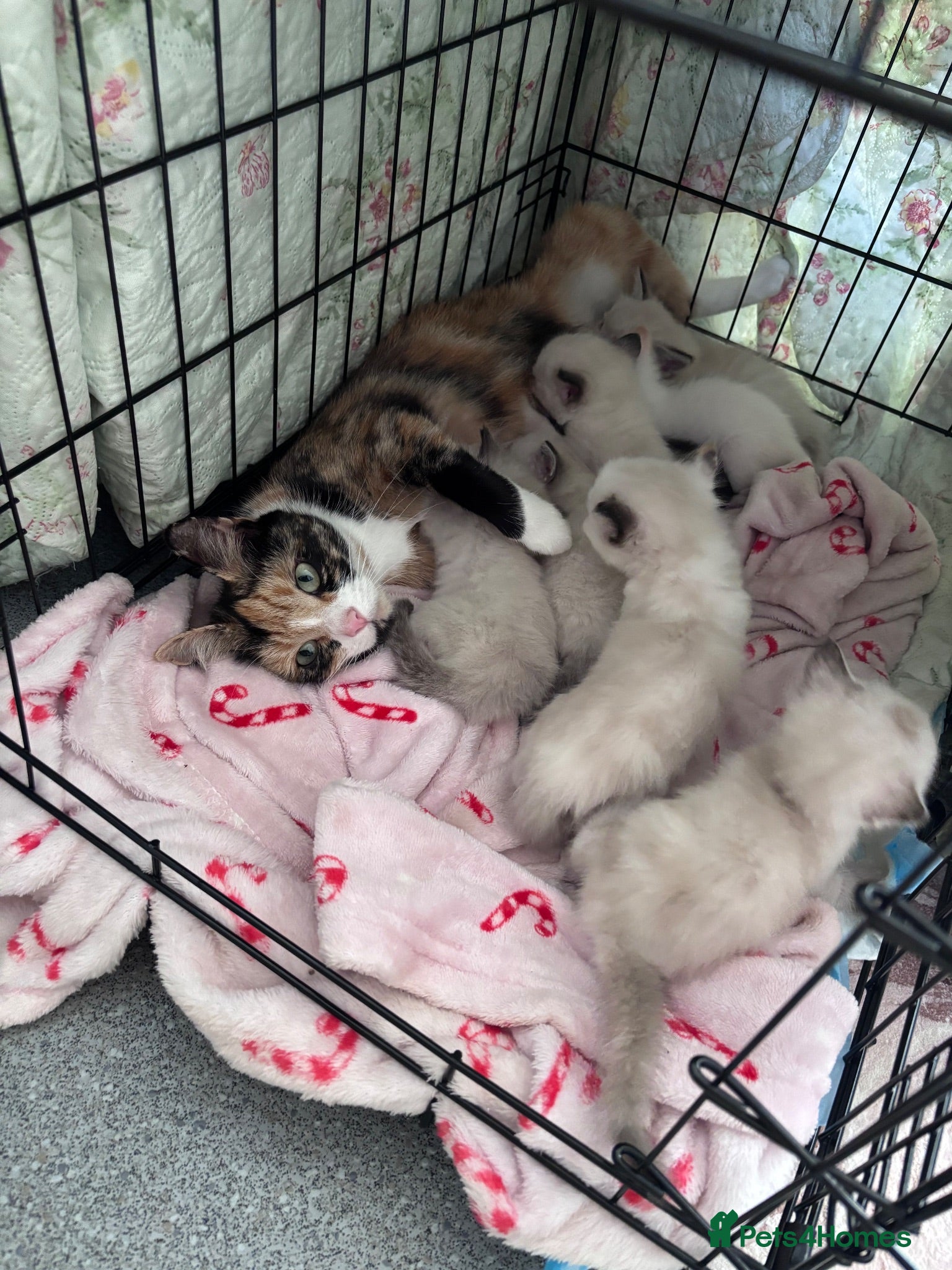 Mixed Breed cats Colour point tabby cats  - Advert 3