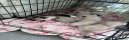 Mixed Breed cats for sale: Colour point tabby cats  - Advert 1