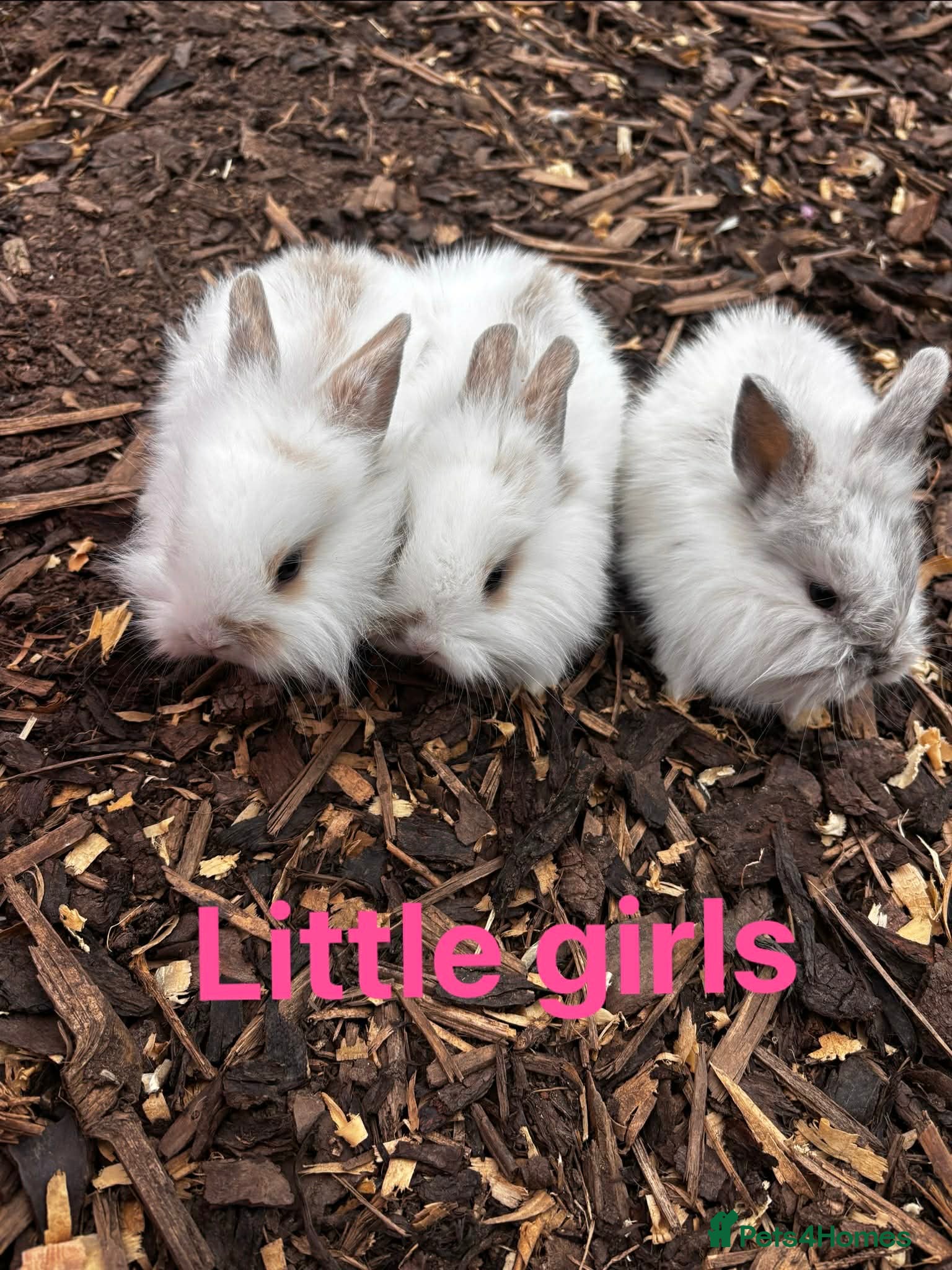 Mixed Breed rabbits 5 beautiful babies left ready now - Advert 1