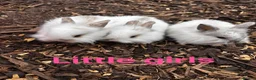 Mixed Breed rabbits for sale: 5 beautiful babies left ready now - Advert 1