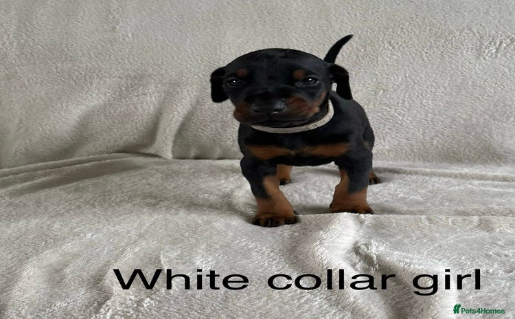 Dobermann dogs Last Beautiful Girl European KC reg Doberman Pup - Advert 3