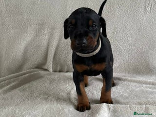 Dobermann dogs Last Beautiful Girl European KC reg Doberman Pup - Advert 5