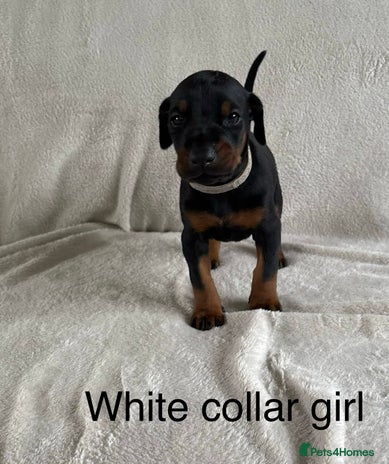 Dobermann dogs Last Beautiful Girl European KC reg Doberman Pup - Advert 3