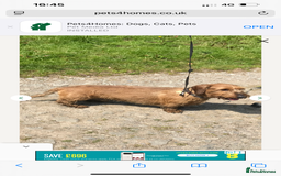Dachshund dogs for sale: Wire hair Pups Pending - Image 3