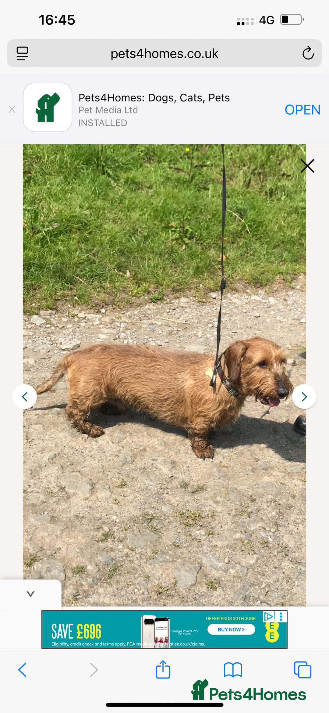 Dachshund dogs for sale: Wire hair Pups Pending - Image 3