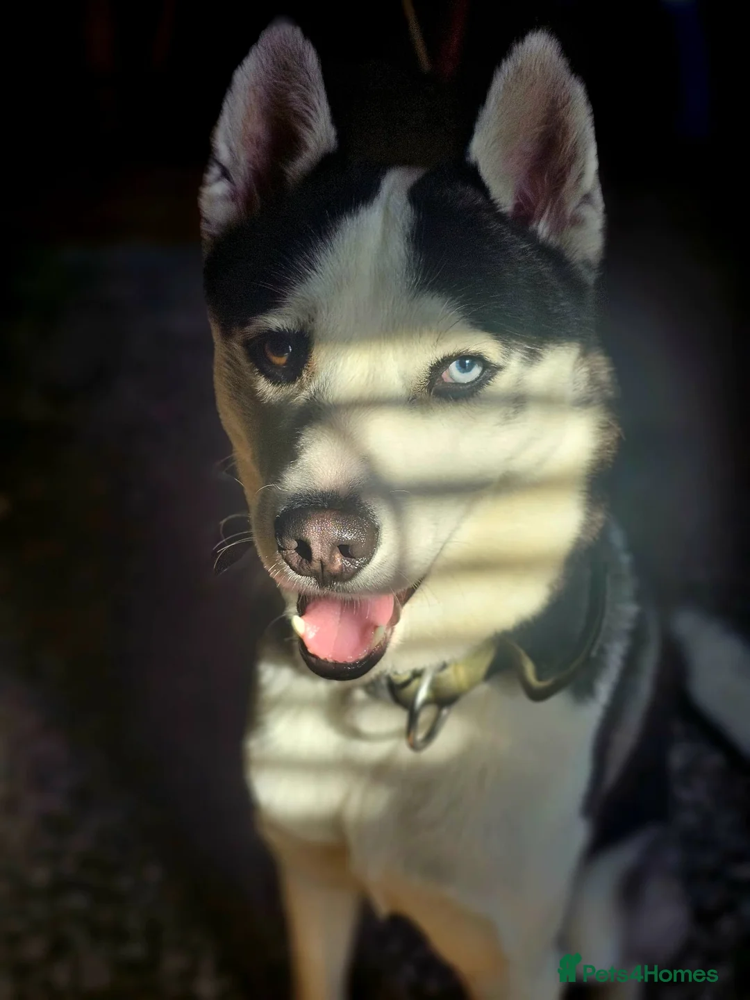 Siberian Husky dogs for sale: Husky for sale  in Colchester - Advert 6