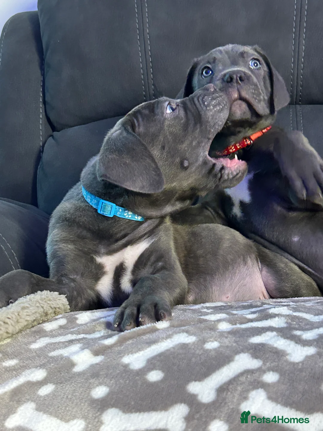 Cane Corso dogs for sale: Cane corso champion bloodline pups  - Advert 38