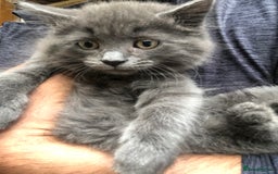 Mixed Breed cats for sale: Stunning silver Maine coon x kittens ready now  - Image 3