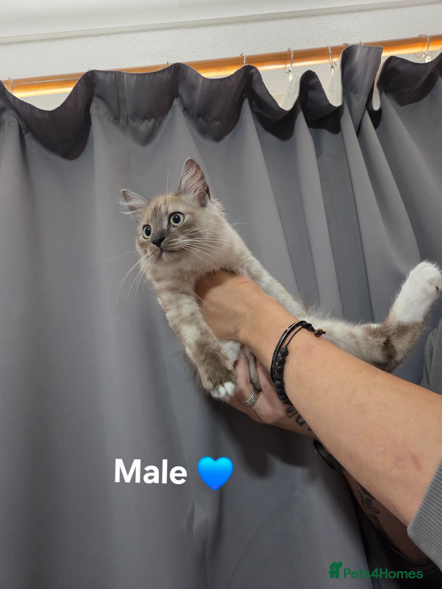 Ragdoll cats RAGDOLL KITTENS AVALIABLE NOW  - Advert 4