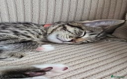 British Shorthair cats for sale: Two female shorthair kittens - must go together - Image 5