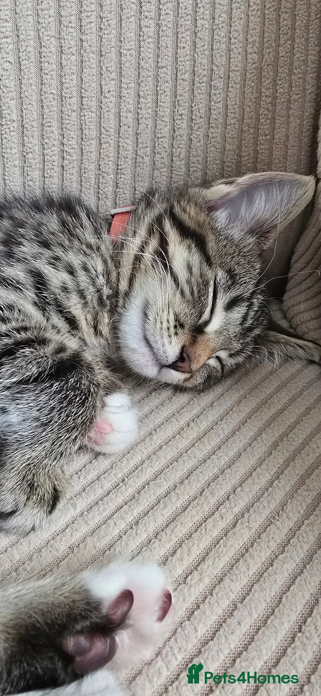 British Shorthair cats for sale: Two female shorthair kittens - must go together - Image 5